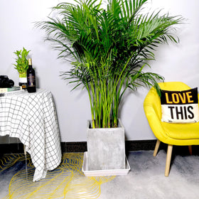 LWALRS square saucer 12-inch indoor-outdoor use demonstrates versatile plant protection.