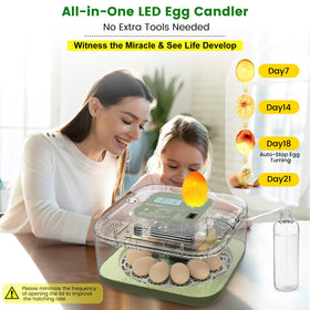lwlaboc 12-egg incubator digital display showing real-time status.
