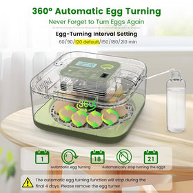 lwlaboc 12-egg incubator interior water tray enabling auto-fill and stable humidity.