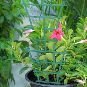Lwuey easy-setup trellis demonstrates quick installation for pots.