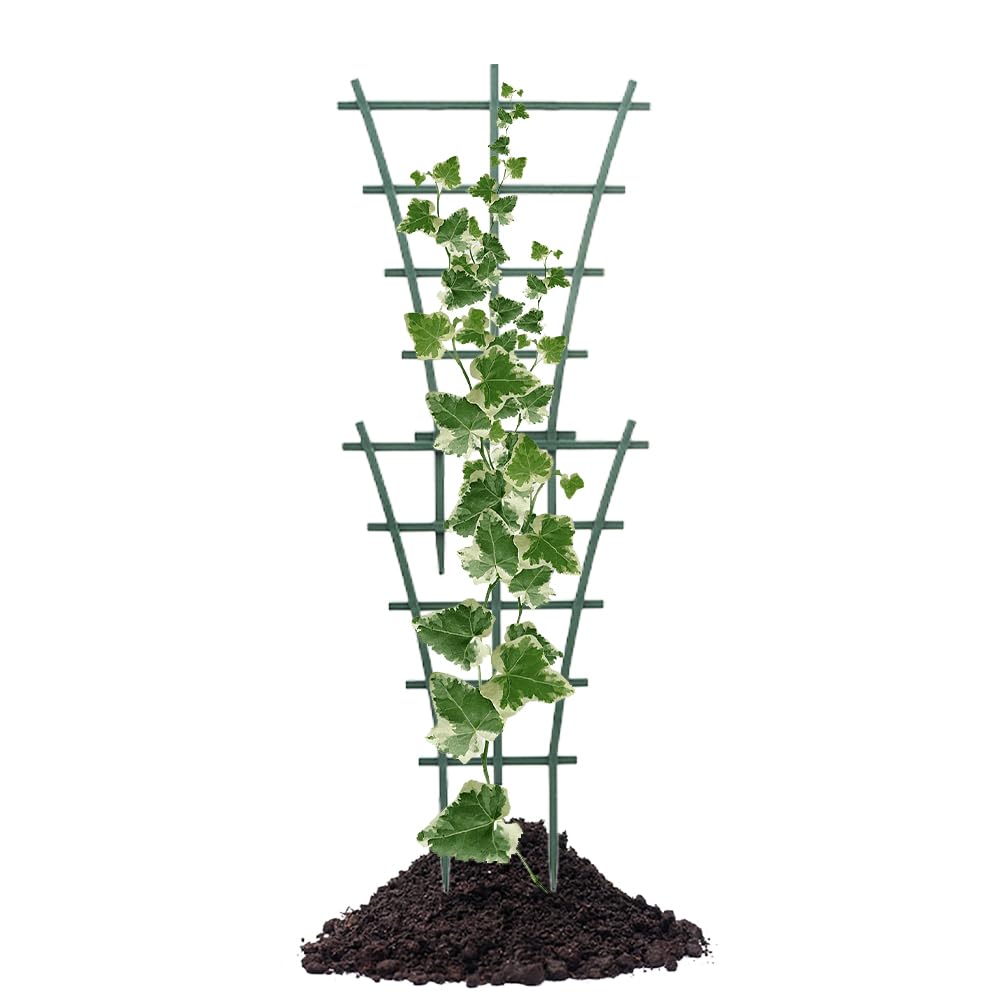 Lwuey vine support for climbing plants helps keep leaves neat and off the ground.