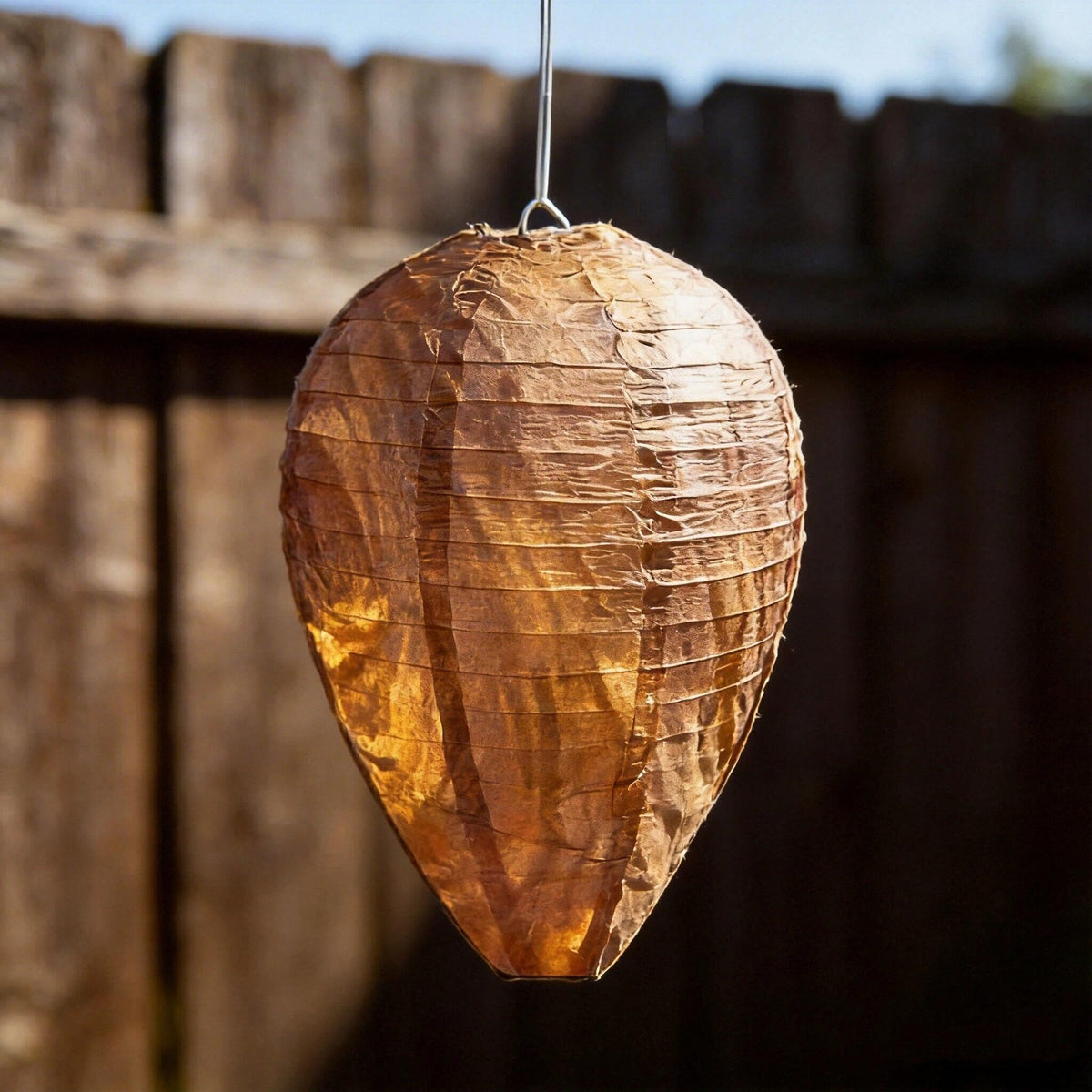 Lycss Wasp Trap 4-Pack close-up shows field-ready design for easy setup