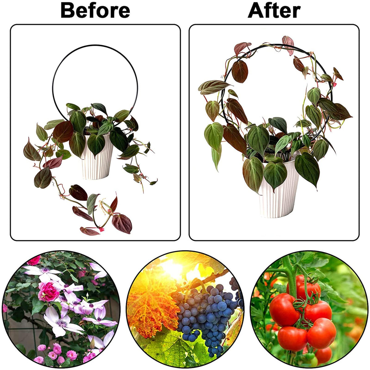 Lyellfe plant support stake helps climbers like pothos grow with elegance.