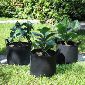 Lyincat grow bags in use for vegetable transplanting outdoors.