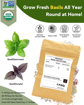 LYKOCLEAN Purple Basil seed pod ready for colorful kitchen herb use