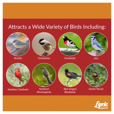 Lyric backyard seed display enhances garden wildlife.