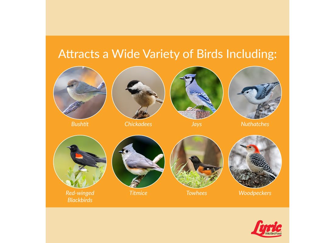 Chickadees and bluebirds feed from a Lyric feeder in the yard.