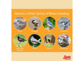 Chickadees and bluebirds feed from a Lyric feeder in the yard.