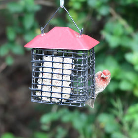 Birds perched near Lyric Delite suet cake ready to feed in feeder.