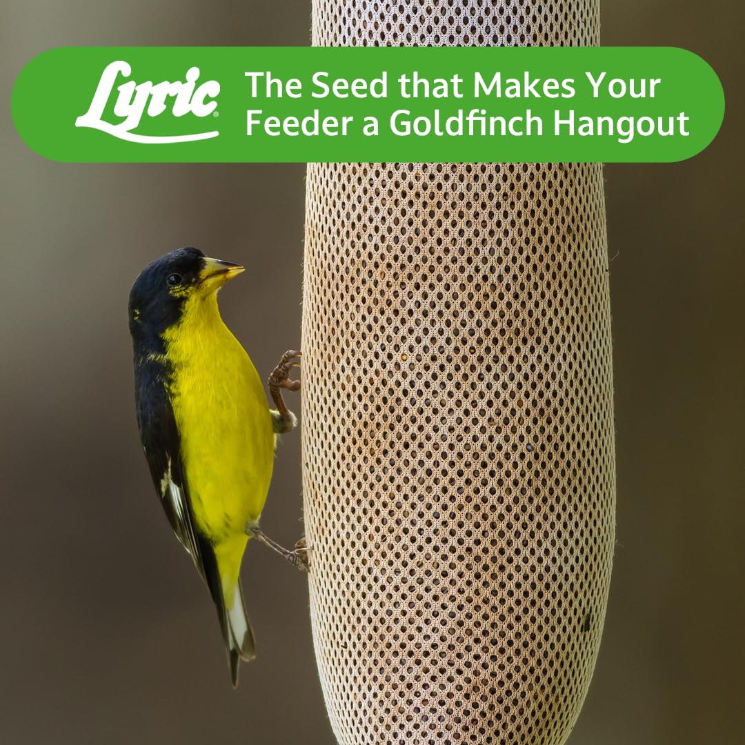 Lyric Nyjer Seed goldfinch at feeder, lively backyard visitors