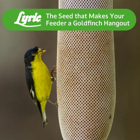 Lyric Nyjer Seed goldfinch at feeder, lively backyard visitors
