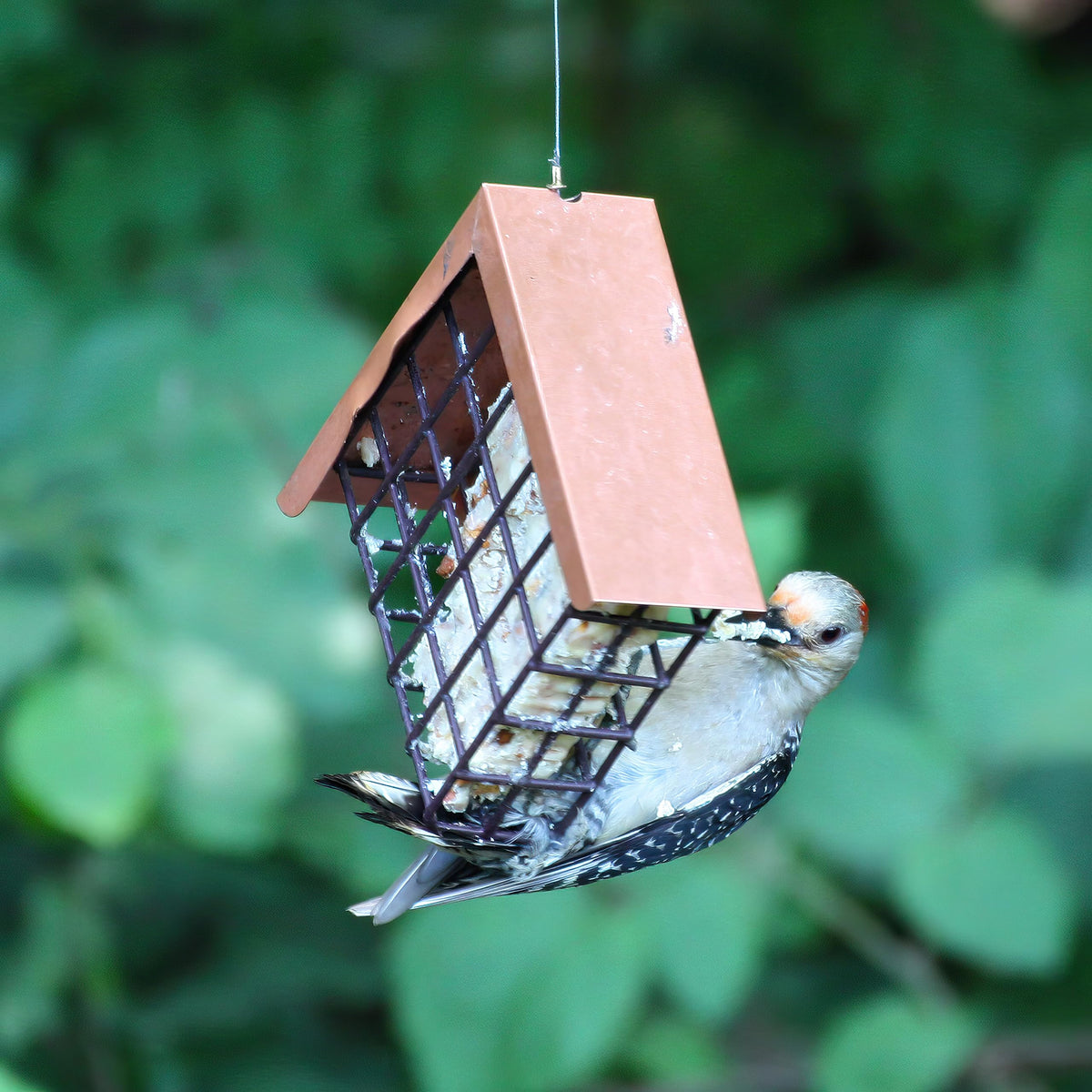 Lyric suet cake feeder setup ready to attract a variety of birds.