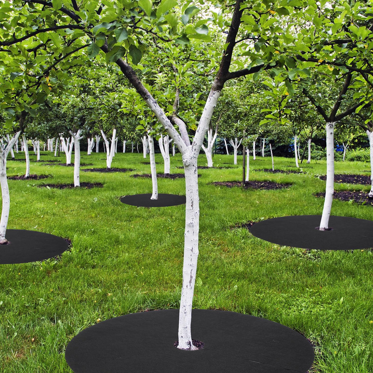 Macarrie lawn protection ring in use around a young trunk.