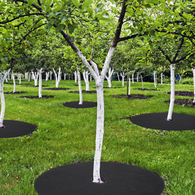 Macarrie lawn protection ring in use around a young trunk.