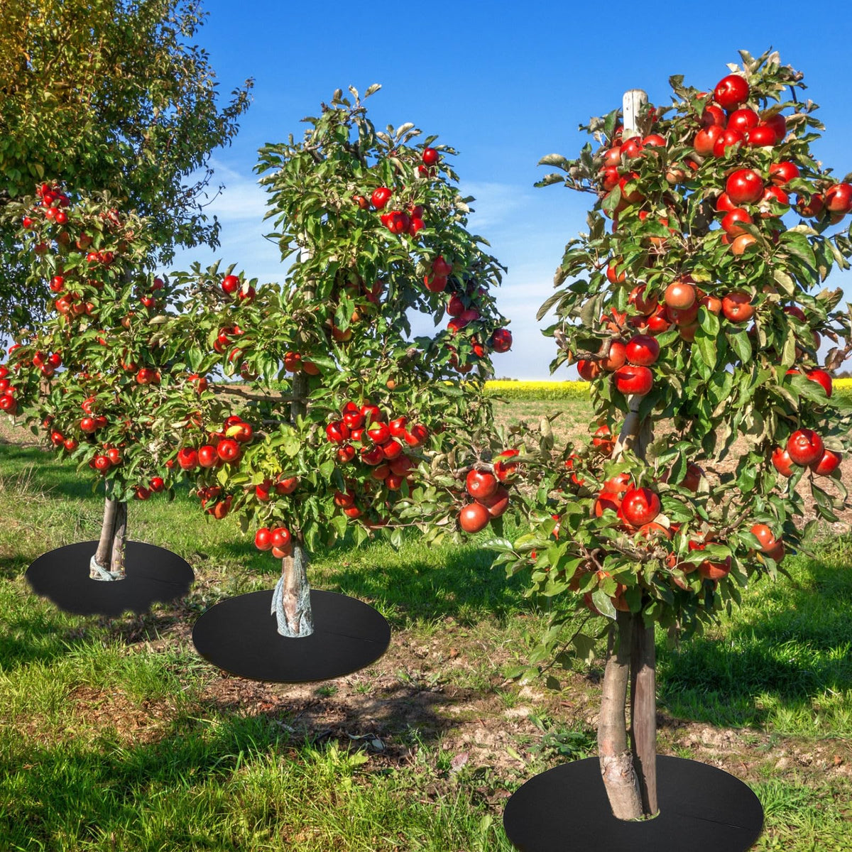 Macarrie 30-pack mulch rings ready for garden tasks.