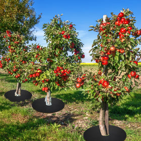 Macarrie 30-pack mulch rings ready for garden tasks.