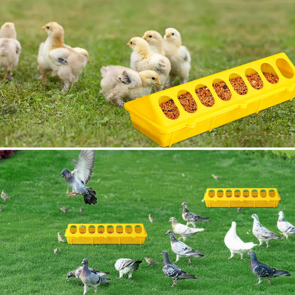 Small-poultry feeder by MACGOAL, prevents mess and waste.