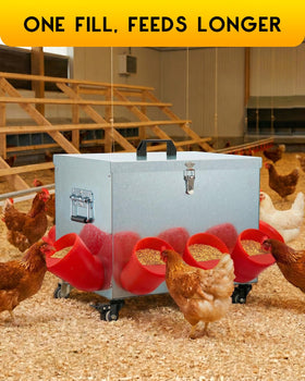 Magicfly feeder in coop during daily use for multi-bird feeding
