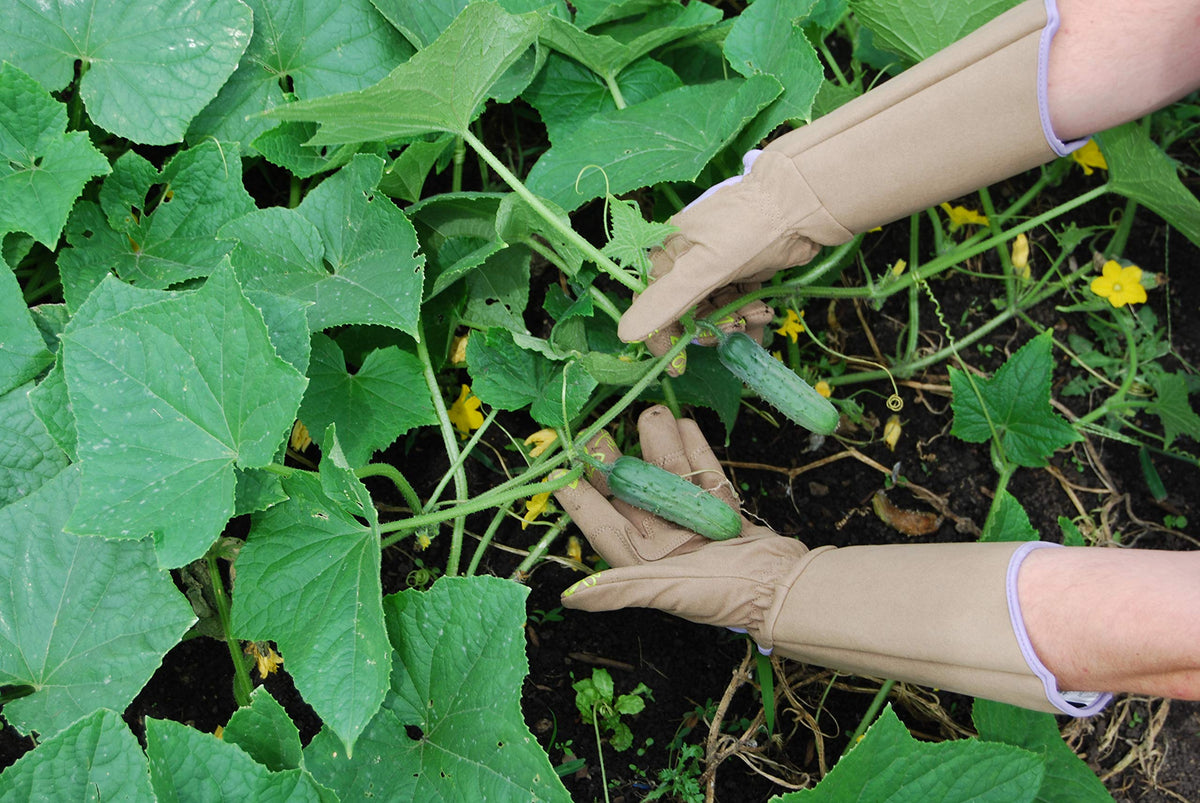 MAGID BE195TS puncture-resistant gloves guard hands against thorny plants.