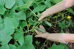 MAGID BE195TS puncture-resistant gloves guard hands against thorny plants.