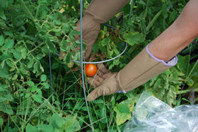 MAGID BE195TS textured fingertips improve grip while handling pruning tools.