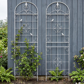 Maidapulu garden trellis supports roses and clematis for strong vertical growth.