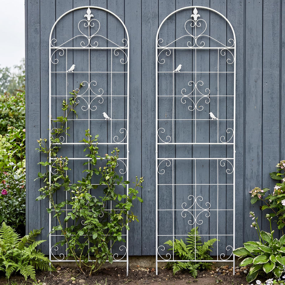Maidapulu garden trellis supports roses and clematis for strong vertical growth.