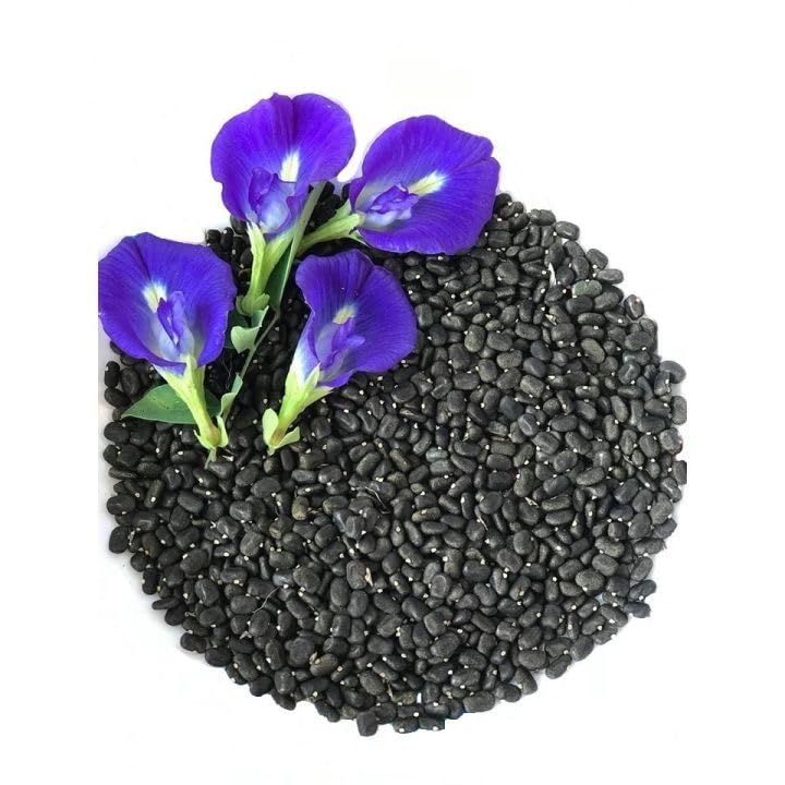 Mai's Family butterfly pea seeds show vibrant blue petals with white centers.