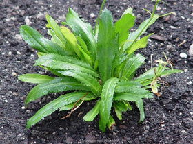 Mai's Family culantro seeds in a garden setting suggest easy germination and flavorful harvests for home cooks.