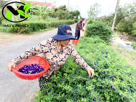 Mai's Family garden display featuring butterfly pea vine on a trellis.