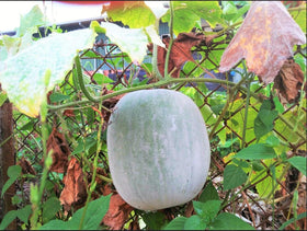 Mai's Family giant wax gourd fruit harvest showing large 30 to 35 lb produce.
