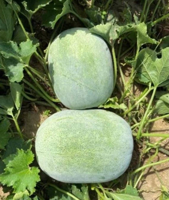 Mai's Family giant wax gourd seeds pack for home gardens and abundant harvests.