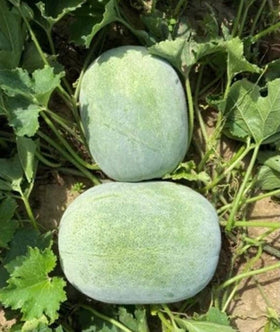 Mai's Family giant wax gourd seeds pack for home gardens and abundant harvests.