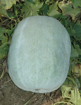 Mai's Family heirloom non GMO seeds support backyard gourds.