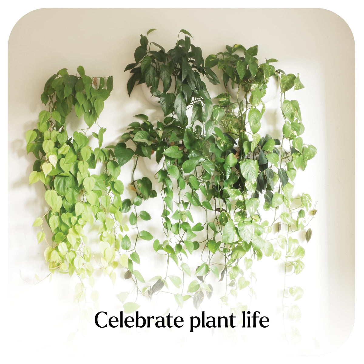 Make Good Virgo wall planters demonstrate easy watering on vertical display
