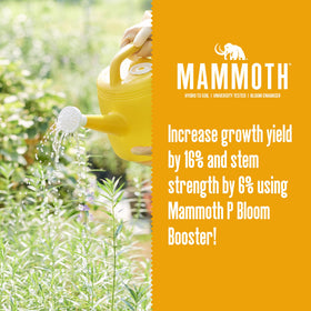 Mammoth P Bloom Booster applied to flowering plants for bloom support.