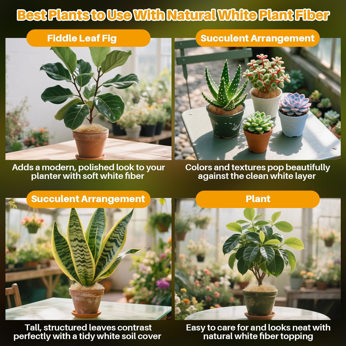 MAQIHAN coconut fiber adds a natural look to potted plants.