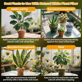MAQIHAN coconut fiber adds a natural look to potted plants.
