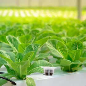 MAQIHAN 100-pack seed-to-plant solution reduces watering frequency.