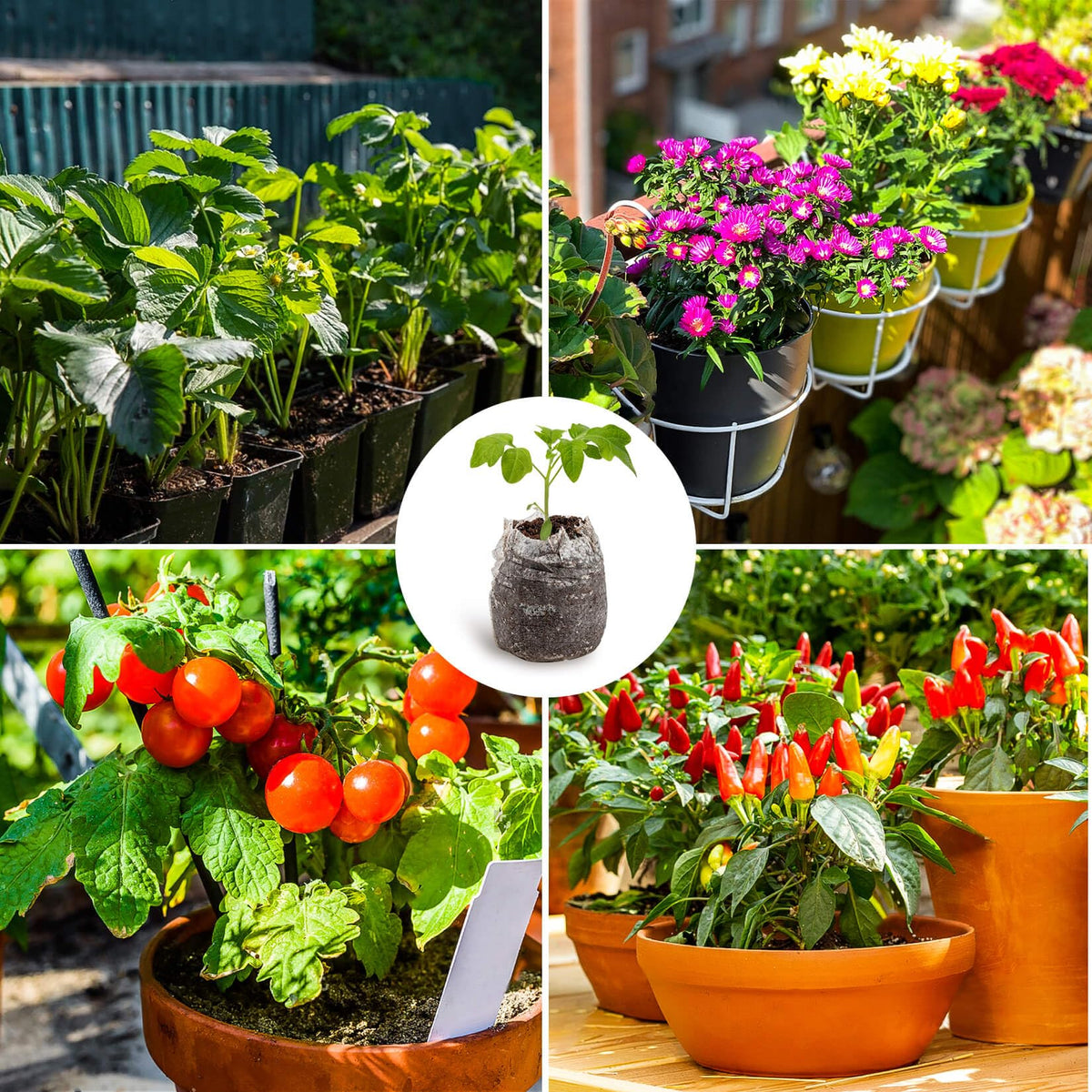 MAQIHAN easy-use seed-start steps illustrated