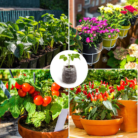 MAQIHAN easy-use seed-start steps illustrated