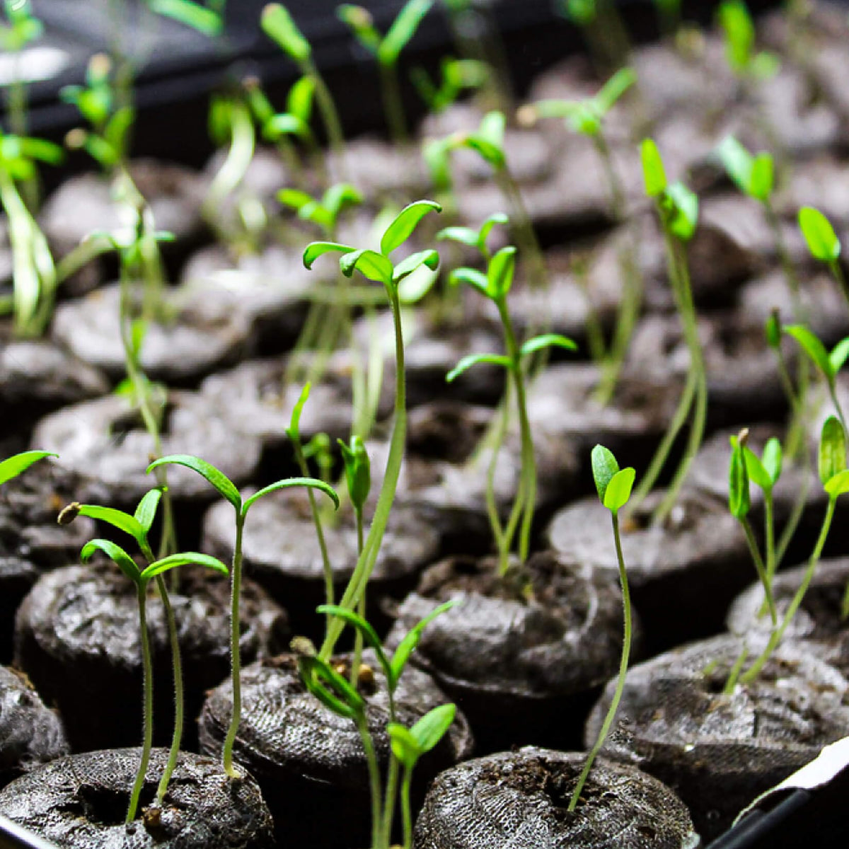 MAQIHAN pellets suitable for peppers, tomatoes, strawberries