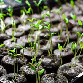 MAQIHAN pellets suitable for peppers, tomatoes, strawberries