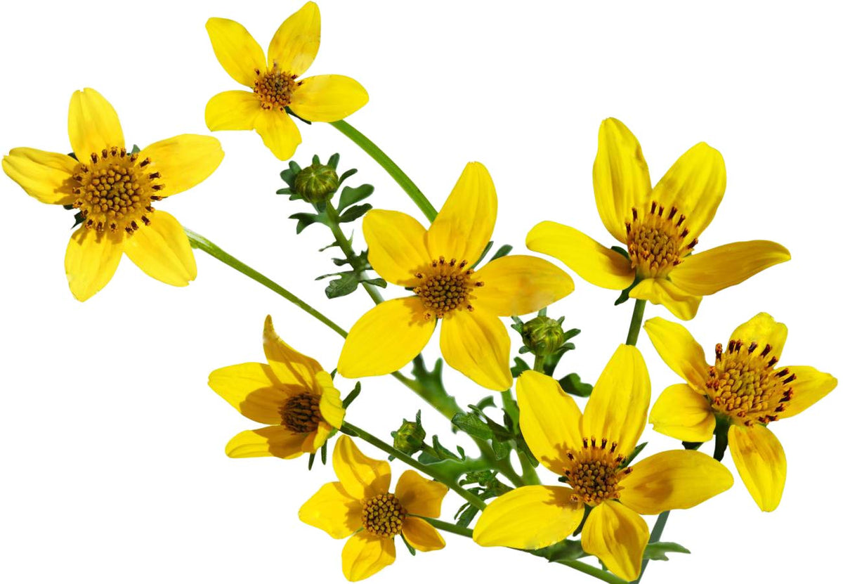 Marde Ross 1200 Goldfields seeds suitable from Arizona to Oregon