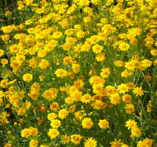 Marde Ross 1200 Goldfields seeds forming a sunny yellow carpet for dry garden beds