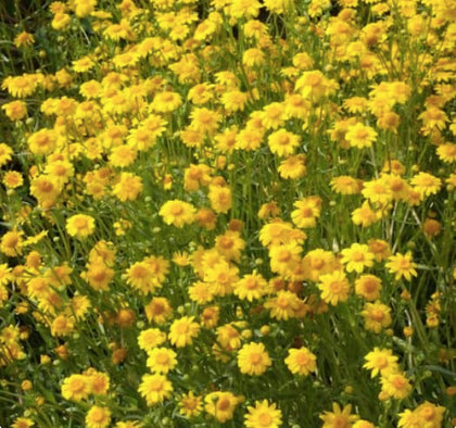 Marde Ross 1200 Goldfields seeds forming a sunny yellow carpet for dry garden beds