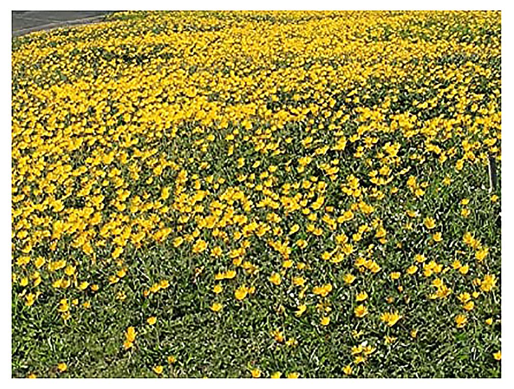Marde Ross 1200 Goldfields seeds thriving in dry clay soils