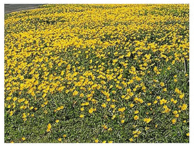 Marde Ross 1200 Goldfields seeds thriving in dry clay soils