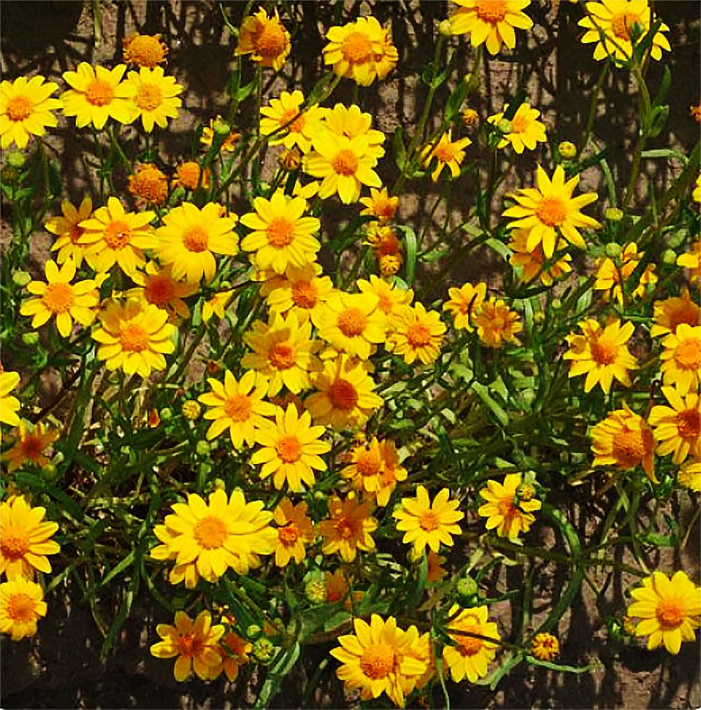 Marde Ross 1200 Goldfields seeds attracting native bees in pollinator-friendly garden