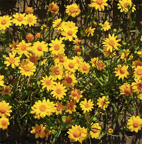 Marde Ross 1200 Goldfields seeds attracting native bees in pollinator-friendly garden